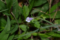 Mazus pumilus